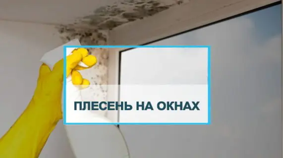 Возможно ли избавиться от плесени и грибка на окнах
